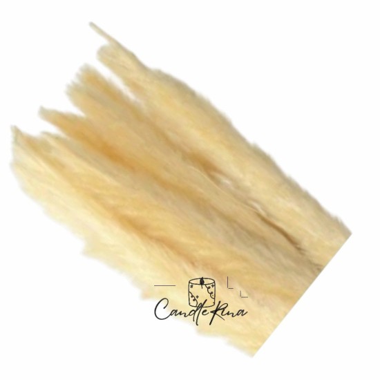 Αποξηραμένο pampas εκρού